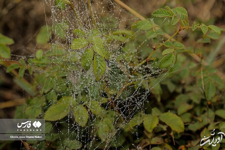 (تصاویر) همنشینی قطرات شبنم با تارهای عنکبوت